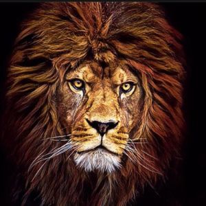 Meet your Posher, Salvador